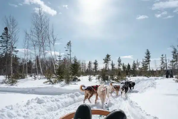 Traîneau à chiens à Saint-Siméon