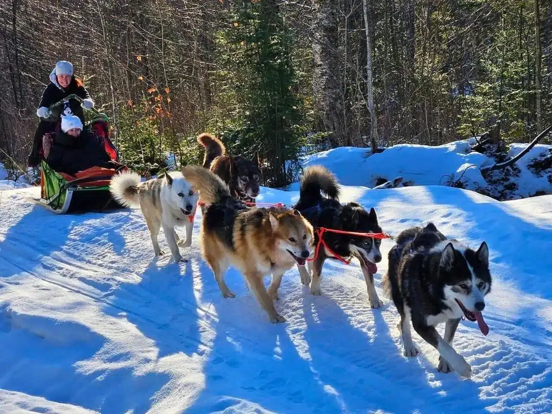Traîneau à chiens à Saint-Fulgence